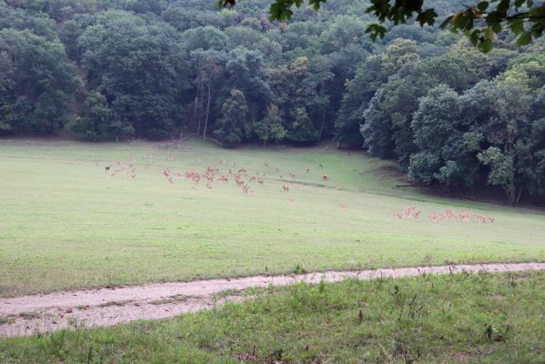 Mikulov, 17.8.2020
Obora Bulhary, pastvina pod Pulgarskou strání.  
Klíčová slova: Mikulov obora Bulhary Pulgarská stráň pastvina