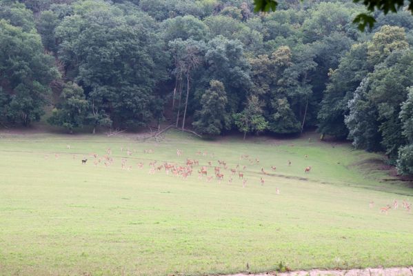 Mikulov, 17.8.2020
Obora Bulhary, pastvina pod Pulgarskou strání.  
Schlüsselwörter: Mikulov obora Bulhary Pulgarská stráň pastvina