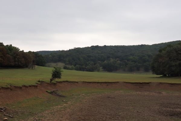 Mikulov, 17.8.2020
Obora Bulhary, pastvina pod Pulgarskou strání.  
Mots-clés: Mikulov obora Bulhary Pulgarská stráň pastvina