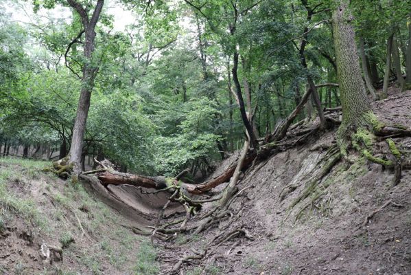 Mikulov, 17.8.2020
Obora Bulhary, les u pastviny pod Pulgarskou strání.  
Mots-clés: Mikulov obora Bulhary Pulgarská stráň les