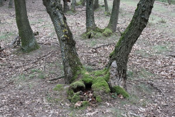 Mikulov, 17.8.2020
Obora Bulhary, les u Vysokého rohu.  
Schlüsselwörter: Mikulov obora Bulhary Vysoký roh Ischnodes sanguinicollis