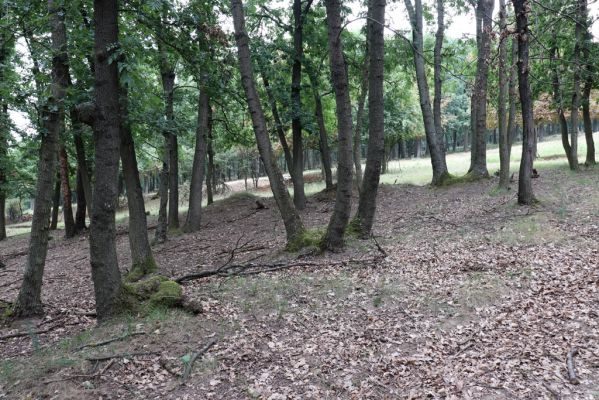 Mikulov, 17.8.2020
Obora Bulhary, les u Vysokého rohu.  
Schlüsselwörter: Mikulov obora Bulhary Vysoký roh Ischnodes sanguinicollis