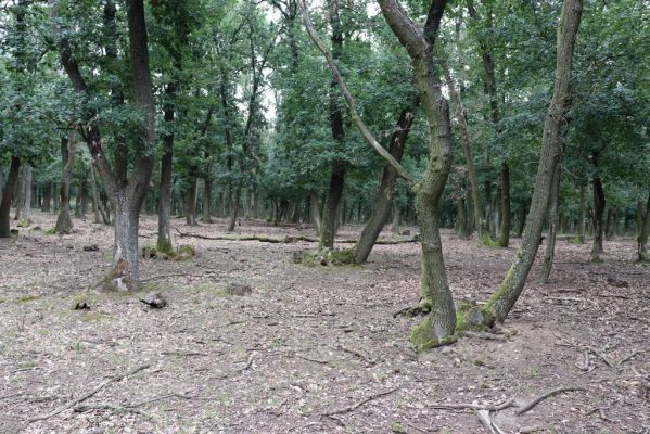 Mikulov, 17.8.2020
Obora Bulhary, les u Vysokého rohu.  
Klíčová slova: Mikulov obora Bulhary Vysoký roh Ischnodes sanguinicollis