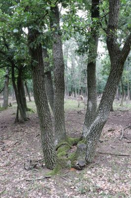 Mikulov, 17.8.2020
Obora Bulhary, výmladková doubrava u Vysokého rohu.  
Keywords: Mikulov obora Bulhary Vysoký roh Ischnodes sanguinicollis