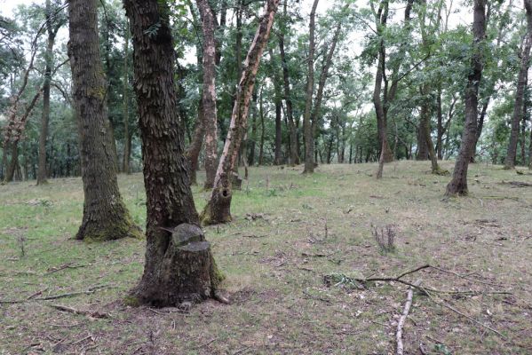 Mikulov, 17.8.2020
Obora Bulhary, les u Vysokého rohu.  
Klíčová slova: Mikulov obora Bulhary Vysoký roh Ischnodes sanguinicollis