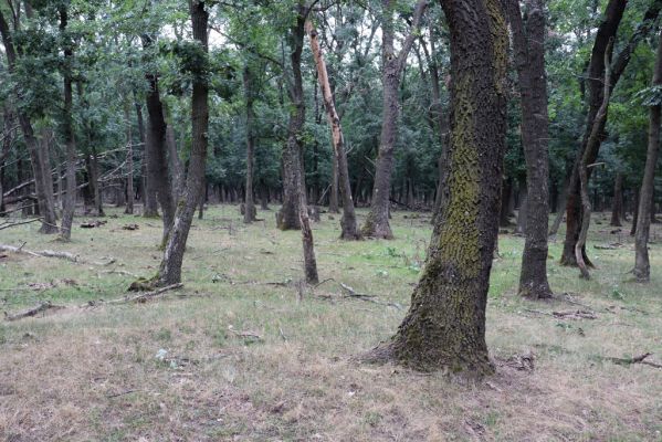 Mikulov, 17.8.2020
Obora Bulhary, les u Vysokého rohu.  
Klíčová slova: Mikulov obora Bulhary Vysoký roh Ischnodes sanguinicollis