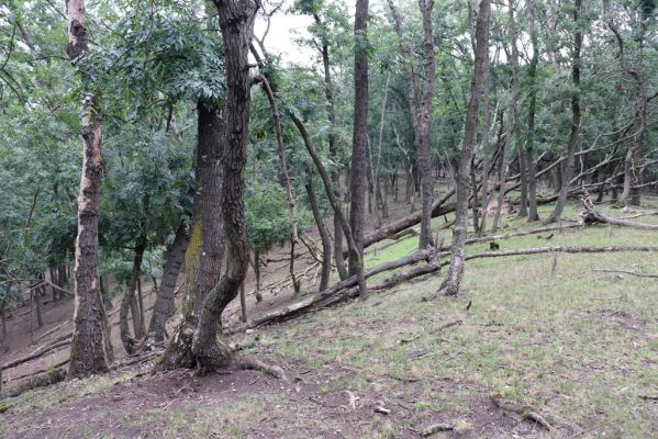 Mikulov, 17.8.2020
Obora Bulhary, les u Vysokého rohu.  
Schlüsselwörter: Mikulov obora Bulhary Vysoký roh Ischnodes sanguinicollis