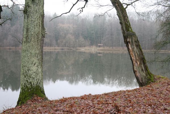 Miletín, 19.12.2015
Miletínská bažantnice, rybník Povolír.

Klíčová slova: Miletín Miletínská bažantnice rybník Povolír Calambus bipustulatus