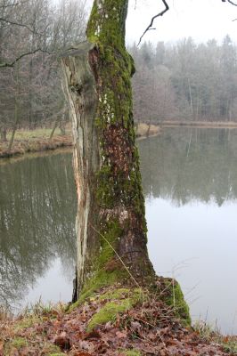 Miletín, 19.12.2015
Miletínská bažantnice, rybník Povolír - biotop kovaříka Calambus bipustulatus. 
Klíčová slova: Miletín Miletínská bažantnice rybník Povolír Calambus bipustulatus