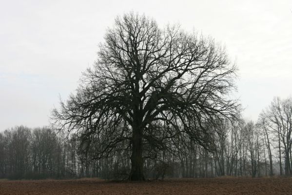 Miletín, 19.12.2015
Solitérní dub na louce u severního okraje Miletínské bažantnice.



Klíčová slova: Miletín Miletínská bažantnice
