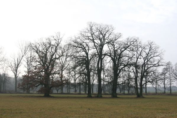 Miletín, 19.12.2015
Duby na lukách u severního okraje Miletínské bažantnice.



Keywords: Miletín Miletínská bažantnice