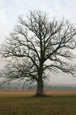 Miletín, 19.12.2015
Duby na lukách u severního okraje Miletínské bažantnice.



Klíčová slova: Miletín Miletínská bažantnice