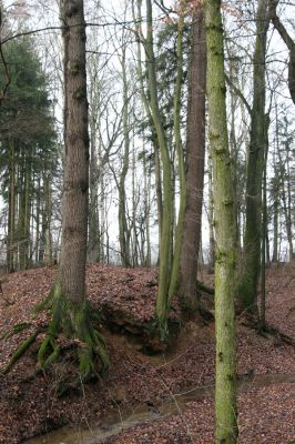 Miletín, 19.12.2015
Miletínská bažantnice. Bubnovka u Studánky.

Klíčová slova: Miletín Miletínská bažantnice