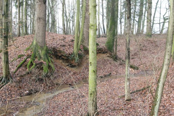 Miletín, 19.12.2015
Miletínská bažantnice. Bubnovka u Studánky


Klíčová slova: Miletín Miletínská bažantnice