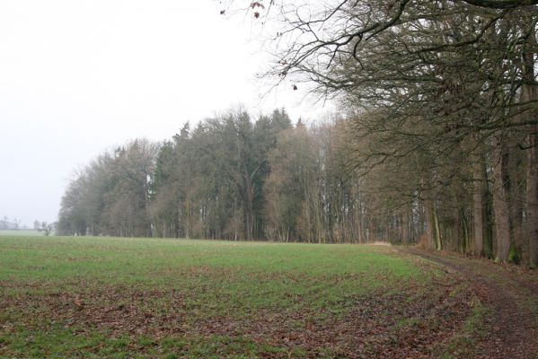 Miletín, 19.12.2015
Miletínská bažantnice, cesta k Miletínku.



Klíčová slova: Miletín Miletínská bažantnice