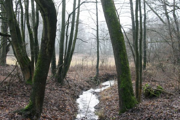 Miletín, 19.12.2015
Miletínská bažantnice, Bubnovka u Povolíra.


Klíčová slova: Miletín Miletínská bažantnice rybník Povolír