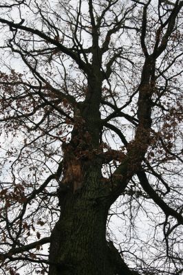 Miletín, 19.12.2015
Miletínská bažantnice, rybník Povolír.


Keywords: Miletín Miletínská bažantnice rybník Povolír