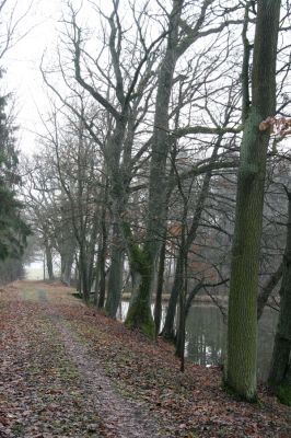 Miletín, 19.12.2015
Miletínská bažantnice, rybník Povolír.



Keywords: Miletín Miletínská bažantnice rybník Povolír