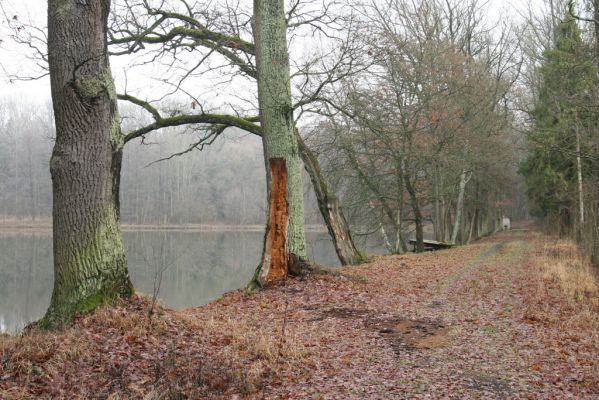 Miletín, 19.12.2015
Miletínská bažantnice, rybník Povolír.


Klíčová slova: Miletín Miletínská bažantnice rybník Povolír Calambus bipustulatus