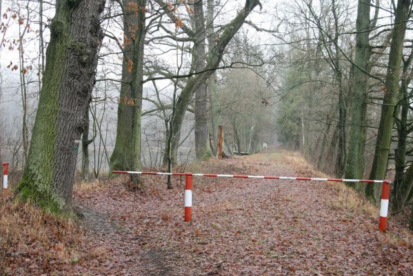 Miletín, 19.12.2015
Miletínská bažantnice, rybník Povolír.



Klíčová slova: Miletín Miletínská bažantnice rybník Povolír