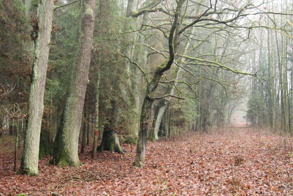 Miletín, 19.12.2015
Miletínská bažantnice.



Klíčová slova: Miletín Miletínská bažantnice