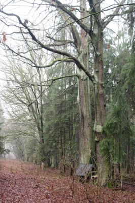 Miletín, 19.12.2015
Miletínská bažantnice.


Klíčová slova: Miletín Miletínská bažantnice