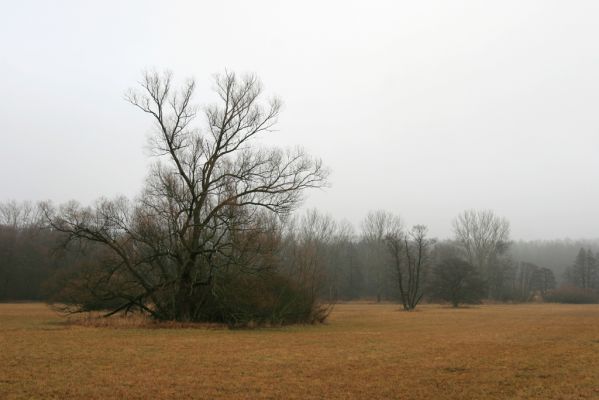 Miletín, 19.12.2015
Miletínská bažantnice. Louka u Žižkových dubů.



Klíčová slova: Miletín Miletínská bažantnice