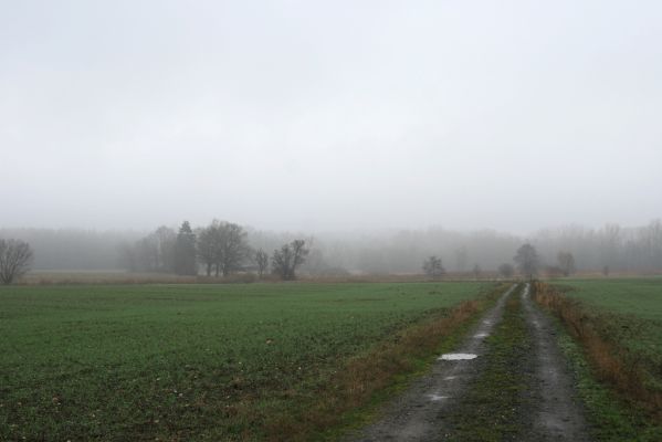 Miletín, 19.12.2015
Miletínská bažantnice. Polní cesta z jihu k Žižkovým dubům.


Klíčová slova: Miletín Miletínská bažantnice Žižkovy duby