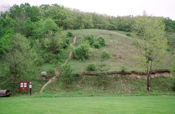 Milovice, 3.5.2005
Rezervace Milovická stráň. Na větvích keřů v okolí pěšinky aktivují kovaříci Pheletes quercus.
Klíčová slova: Milovice Milovická stráň Pheletes quercus