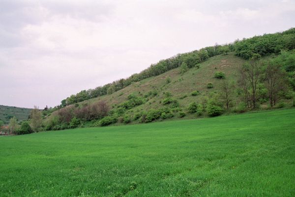 Milovice, 3.5.2005
Rezervace Milovická stráň.
Klíčová slova: Milovice Milovická stráň