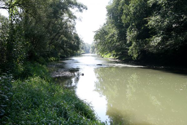 Miňovce, 18.9.2014
Meandry Ondavy.



Klíčová slova: Miňovce řeka Ondava