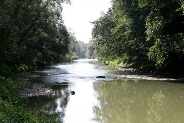 Miňovce, 18.9.2014
Meandry Ondavy.



Klíčová slova: Miňovce řeka Ondava