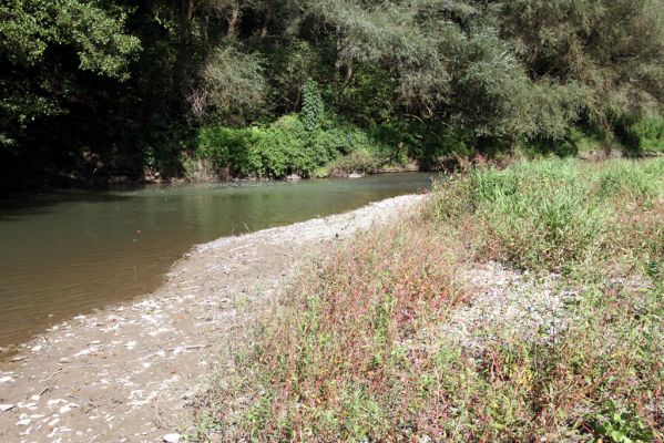 Miňovce, 18.9.2014
Meandry Ondavy.



Klíčová slova: Miňovce řeka Ondava