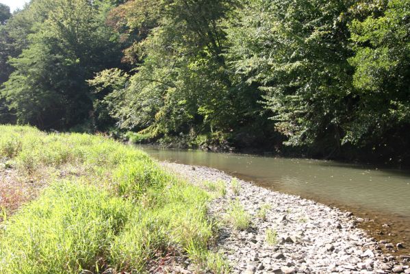 Miňovce, 18.9.2014
Meandry Ondavy.



Klíčová slova: Miňovce řeka Ondava