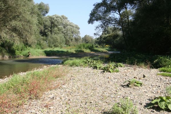 Miňovce, 18.9.2014
Meandry Ondavy.



Klíčová slova: Miňovce řeka Ondava