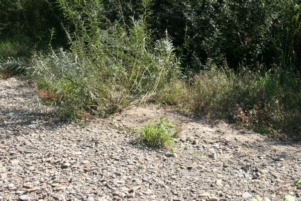 Miňovce, 18.9.2014
Meandry Ondavy - biotop kovaříků Zorochros meridionalis a Z. quadriguttatus.



Klíčová slova: Miňovce řeka Ondava Zorochros meridionalis quadriguttatus