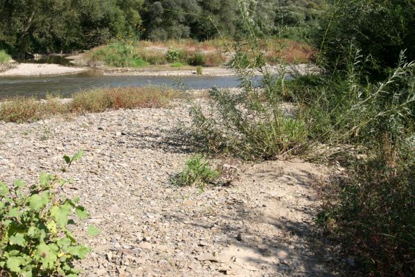 Miňovce, 18.9.2014
Meandry Ondavy - biotop kovaříků Zorochros meridionalis a Z. quadriguttatus.



Schlüsselwörter: Miňovce řeka Ondava Zorochros meridionalis quadriguttatus