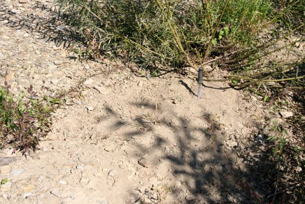 Miňovce, 18.9.2014
Meandry Ondavy - biotop kovaříků Zorochros meridionalis a Z. quadriguttatus.



Klíčová slova: Miňovce řeka Ondava Zorochros meridionalis quadriguttatus