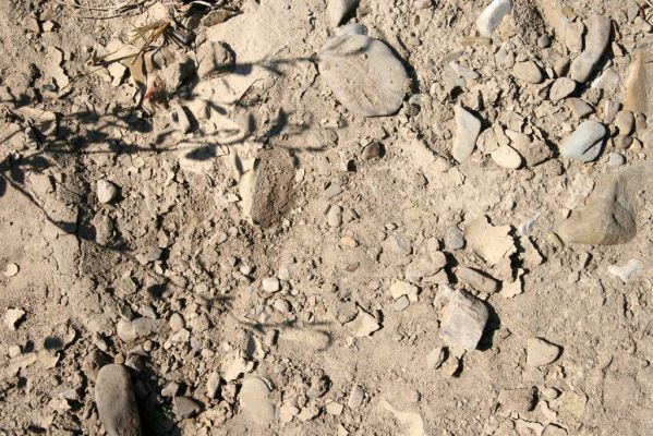 Miňovce, 18.9.2014
Meandry Ondavy - biotop kovaříků Zorochros meridionalis a Z. quadriguttatus.



Klíčová slova: Miňovce řeka Ondava Zorochros meridionalis quadriguttatus