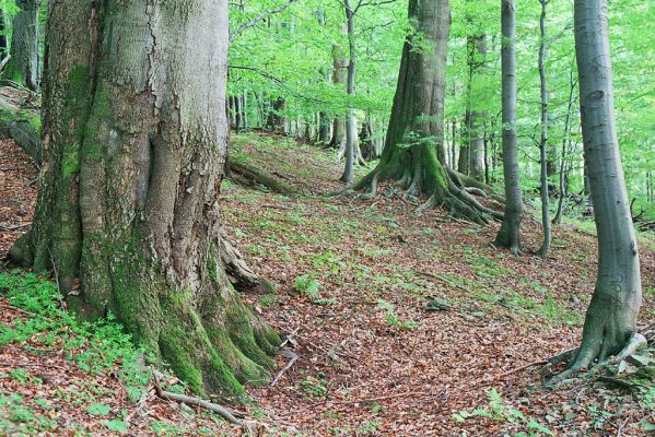 Horní_Lomná-Mionší-9.9.2005
Budoucí návštěvníci spatří tento obrázek. Les bez jedlí. Na vyhynulé živočichy se budou moci podívat v muzeu, na jedle v zahraničí.
Mots-clés: Horní Lomná Mionší bukový les