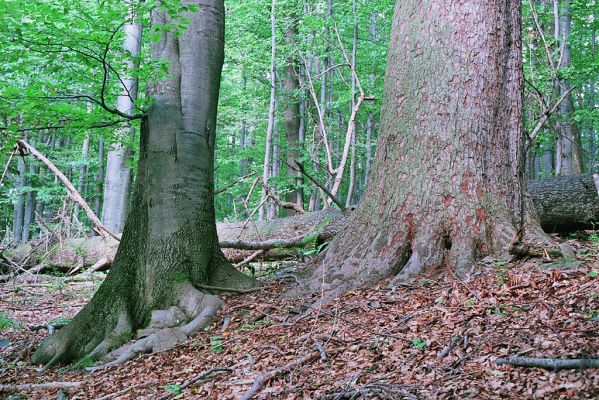 Horní_Lomná-Mionší-9.9.2005
Se zánikem zdejších jedlí zde vyhynou i všichni živočichové, kteří obývají jejich odumírající kmeny.
Mots-clés: Horní Lomná Mionší jedlobukový les