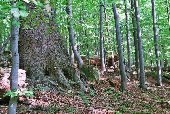 Horní_Lomná-Mionší-9.9.2005
Rozsáhlejší pohřebiště mohutných jedlí v republice nikde jinde nespatříte.
Klíčová slova: Horní Lomná Mionší jedlobukový les