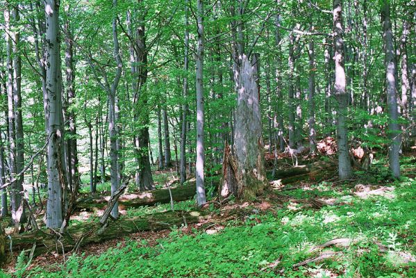 Horní_Lomná-Mionší-9.9.2005
Jedle umírají, jejich kmeny se rozpadají. Budoucí generace zde naleznou již jen buky a javory.
Klíčová slova: Horní Lomná Mionší jedlobukový les