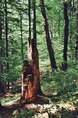 Horní_Lomná-Mionší-9.9.2005
Smutné budou lesy Beskyd bez svých lesních královen.
Mots-clés: Horní Lomná Mionší jedlobukový les