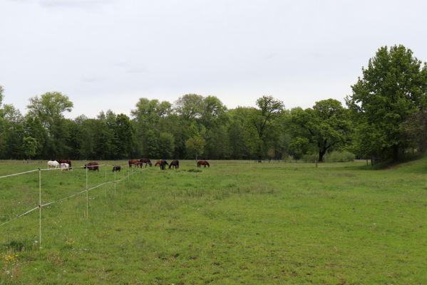 Mnětice, 13.5.2019
Pastvina.
Klíčová slova: Mnětice pastvina