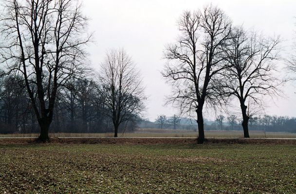 Mochov, 12.3.2004
Mokré, Mochovská bažantnice. Pohled přes lipovou alej na jih k Městci. Na obzoru je dubová alej u Jalového potoka.
Klíčová slova: Mokré Mochov Mochovská bažantnice Ohnišťovský potok Jalový potok Osmoderma eremita Elater ferrugineus Ampedus brunnicornis cardinalis Cardiophorus gramineus