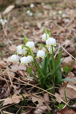 České Meziříčí, 15.3.2022
Mochov - Mochovská bažantnice.
Keywords: České Meziříčí Mochov Mochovská bažantnice