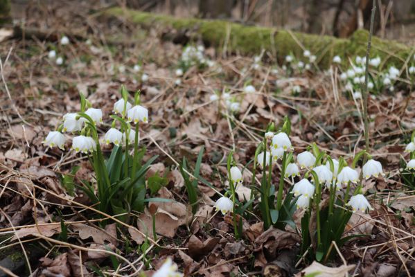 České Meziříčí, 15.3.2022
Mochov - Mochovská bažantnice.
Klíčová slova: České Meziříčí Mochov Mochovská bažantnice