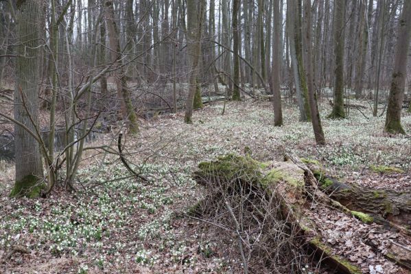 České Meziříčí, 15.3.2022
Mochov - Mochovská bažantnice.
Mots-clés: České Meziříčí Mochov Mochovská bažantnice