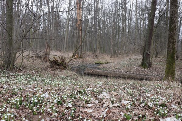 České Meziříčí, 15.3.2022
Mochov - Mochovská bažantnice.
Klíčová slova: České Meziříčí Mochov Mochovská bažantnice